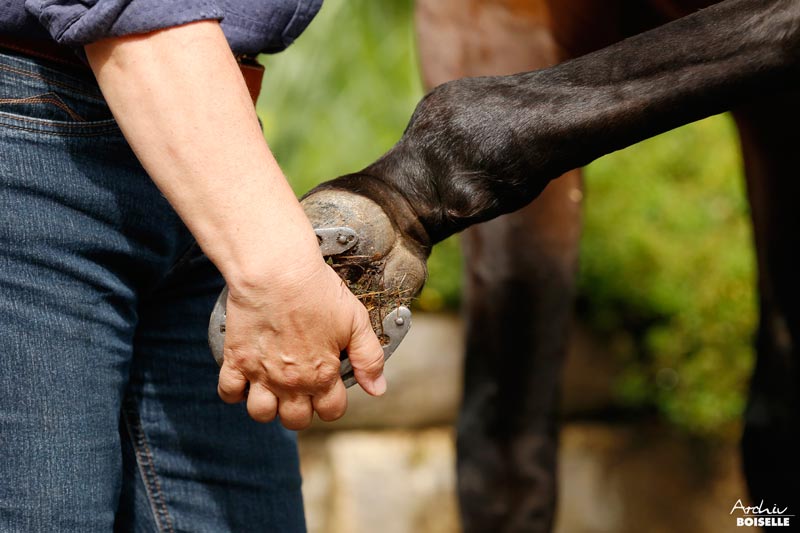 Osteopathische Behandlung eines Pferdes am Bein