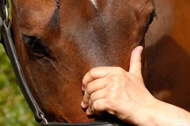 Osteopathische Behandlung eines Pferdes am Kopf