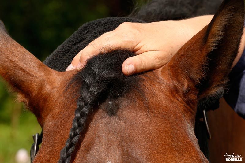 Osteopathische Behandlung eines Pferdes am Kopf